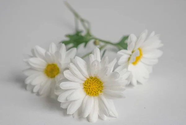 closeup of daisies on white background