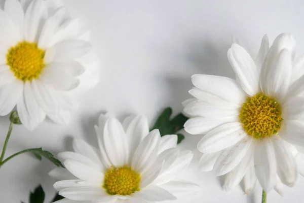 closeup of daisies on white background