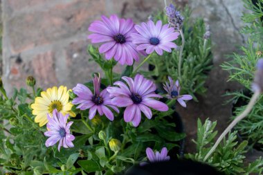 Dimorphotheca sinuata 'nın menekşe çiçekleri