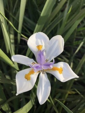 vistosas flores de un lirio. Büyük flora diyet yapar.