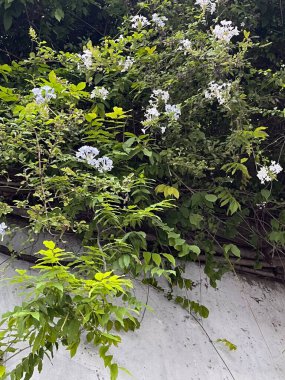 Küçük, kokulu yasemin çiçekleri.