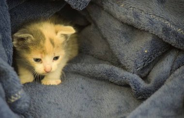 Yeni doğmuş küçük bir kedinin portresi