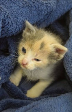 Yeni doğmuş küçük bir kedinin portresi