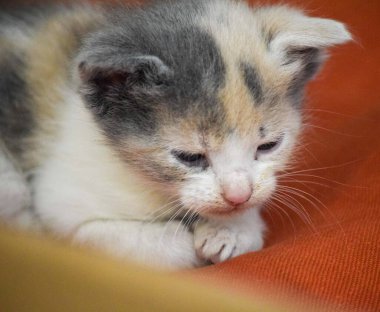 Yeni doğmuş küçük bir kedinin portresi