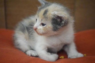 Yeni doğmuş küçük bir kedinin portresi