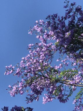 Jakarandanın leylak çiçekleri