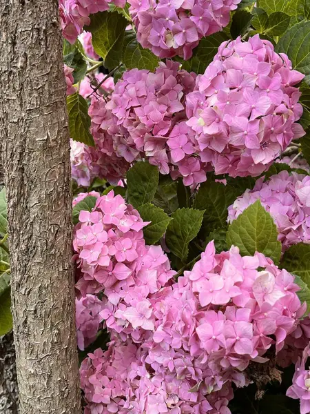 large pink flowers of a hydrangea