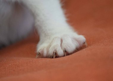 Bir kedinin pençesine yakın çekim