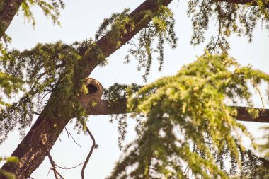 Bir ağacın dallarında bir Furnarius 'un yuvası