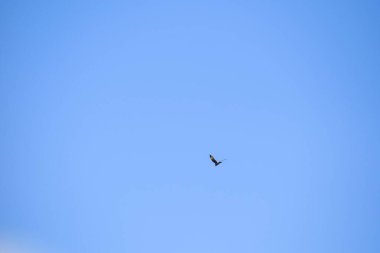 Yırtıcı kuş gökyüzünde uçuyor