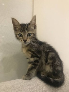 Yeni doğmuş bir kedinin portresi