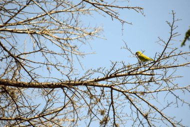 Bir ağacın dallarında papağanlar