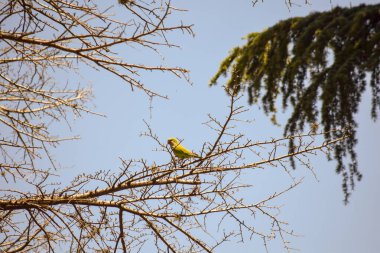 Bir ağacın dallarında papağanlar
