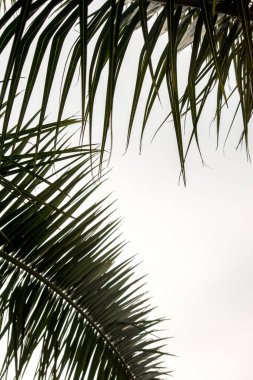 Hurma ağaçlarının yeşil yaprakları,