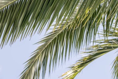 Hurma ağaçlarının yeşil yaprakları,