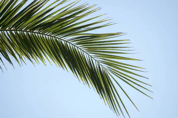 detail of the green leaves of a palm tree