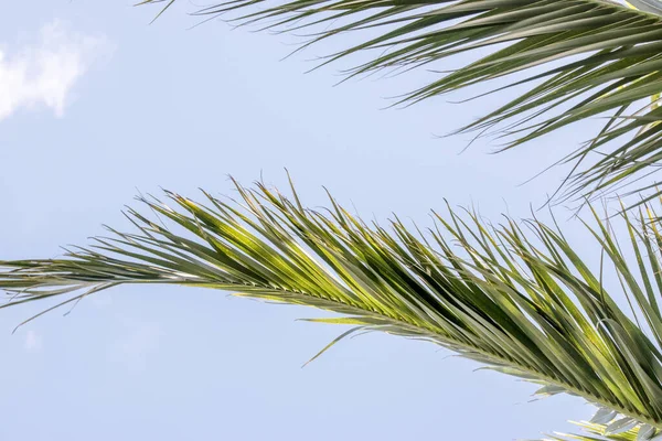 detail of the green leaves of a palm tree