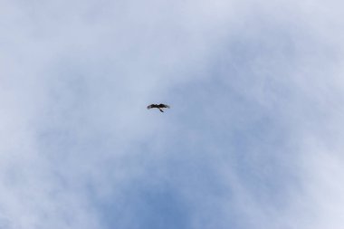 Yırtıcı kuş gökyüzünde uçuyor