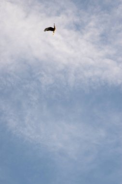 Yırtıcı kuş gökyüzünde uçuyor