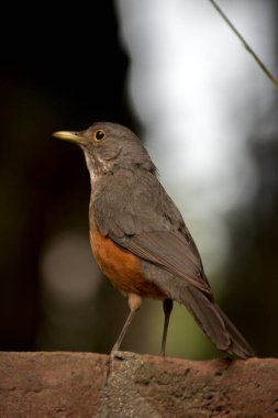 Red Thrush 'un portresi. Turdus rufiventris
