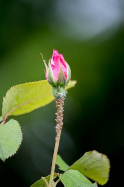 Pembe bir gül tomurcuğu