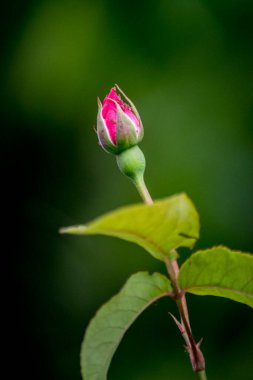 Pembe bir gül tomurcuğu