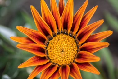 Bir portakal çiçeğine yakın çekim. Gazania