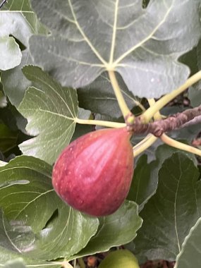 Bitkinin dallarında incir var.