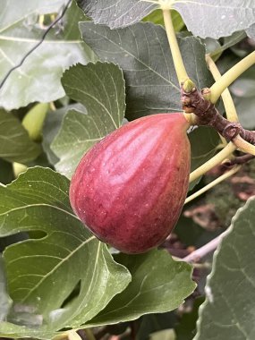 Bitkinin dallarında incir var.