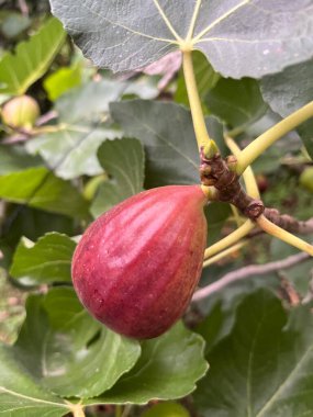 Bitkinin dallarında incir var.