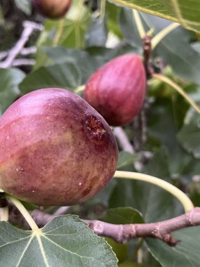 Bitkinin dallarında incir var.