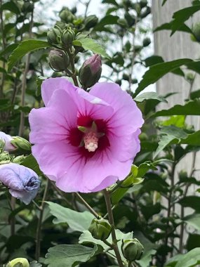 Çin gülü (Hibiscus rosa-sinensis) çiçeğine yakın çekim)