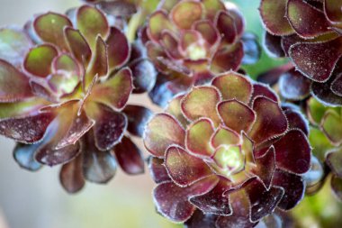Aeonium arboryum fabrikasının fotoğrafı.