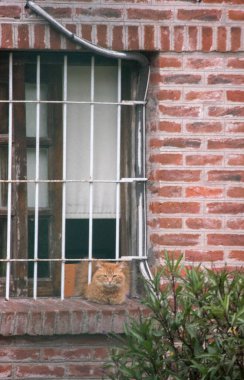 turuncu kedi pencere pervazında oturuyor