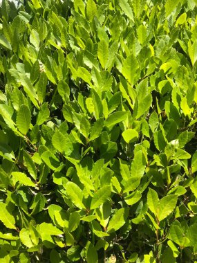 Doğa geçmişi. Bahçe çitlerinin küçük yeşil yaprakları