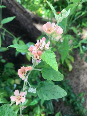 Gül Malva bitkisinin soluk pembe çiçekleri (Sphaeralcea bonariensis)