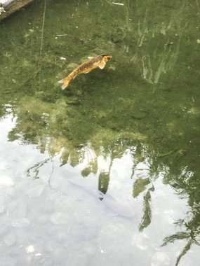 Gölde yüzen renkli koi balığı.