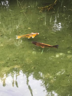 Gölde yüzen renkli koi balığı.