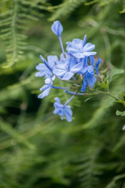 light blue flowers of a sky jasmine clipart