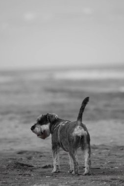 Köpek sahilde yürüyor.