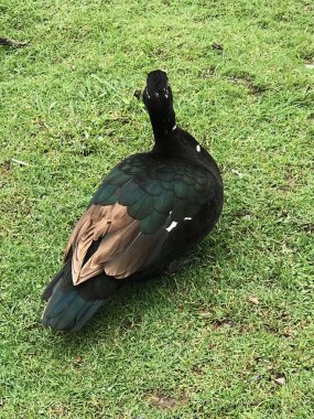 Cairina moschata domestica ördeğine yakın çekim