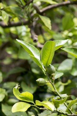 Ağacın dallarında küçük limonlar