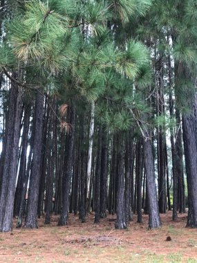Entre Rios, Arjantin 'deki Çam Ormanı