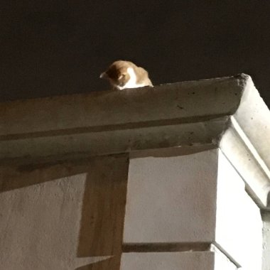 Duvarın kenarındaki küçük kedi