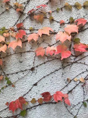 autumn leaves of the creeper Parthenocissus tricuspidata