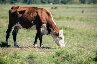 Kahverengi inek tarlada otluyor.