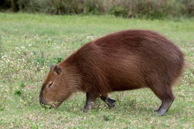 Capybaras Salto Grande Gölü, Concordia, Entre Rio
