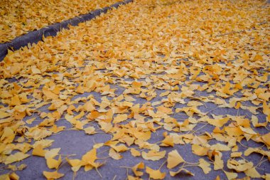 Sonbaharda Ginkgo biloba ağacının zemininde sarı yapraklar
