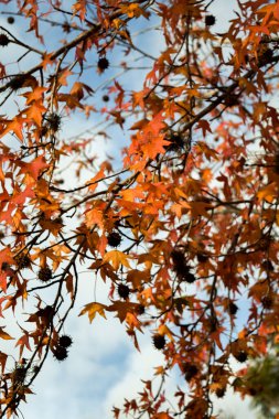 reddish leaves of the liquidambar tree in autumn clipart