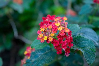Lantana Camara 'nın çiçeklerine yakın plan